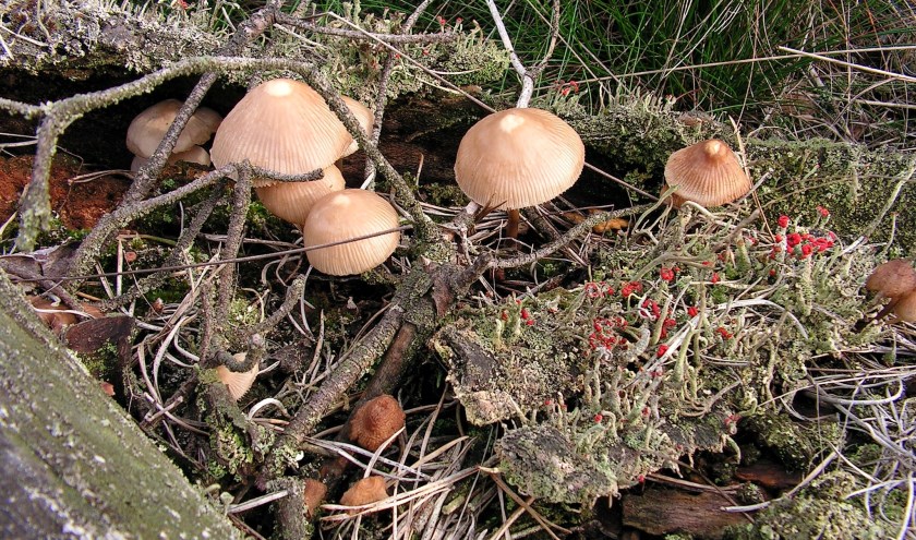 Mycena's, foto: Jan de Bruijn