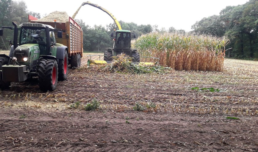 Maisoogst 2019, foto: Rieky van der Putten
