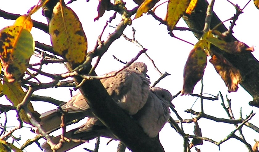 Turkse tortels, foto: Jan de Bruijn
