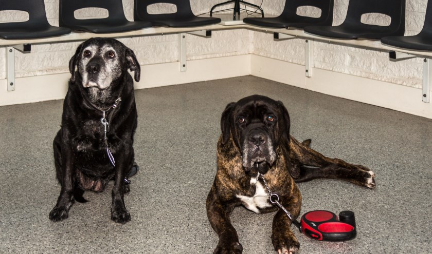 Misschien dat deze twee oudjes het niet meer zo goed horen maar de meeste honden zijn doodsbang voor vuurwerk
