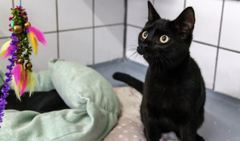 Kater Kuro