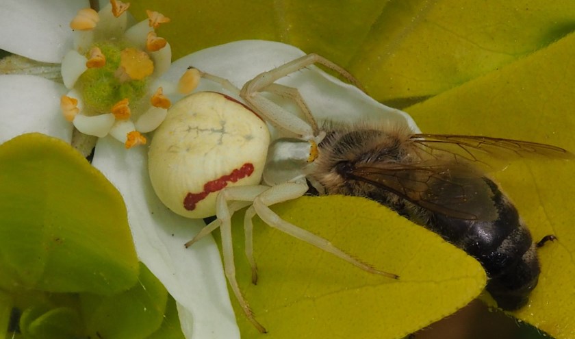 Krabspin met prooi. Foto Wiel Zentjens