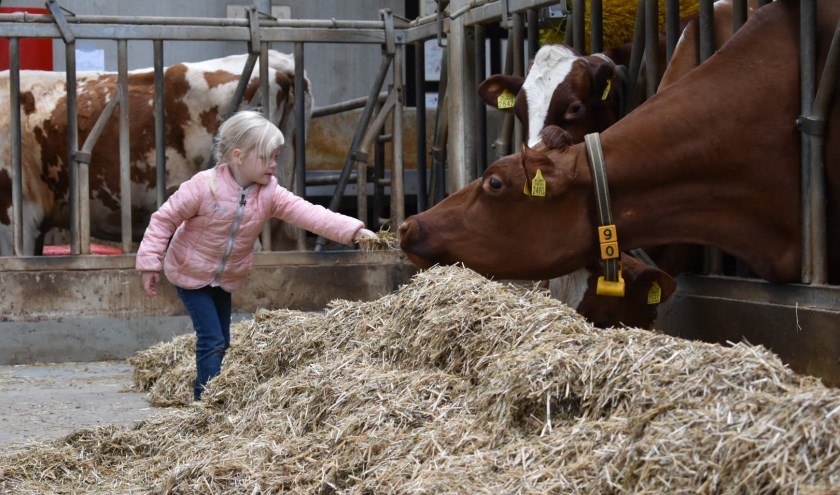 De dochter van Nori Kruize, Emma, maakte 'vriendinnen' in de koeienstal, foto: Nori Kruize