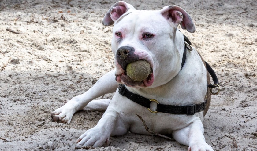 Hond Diesel