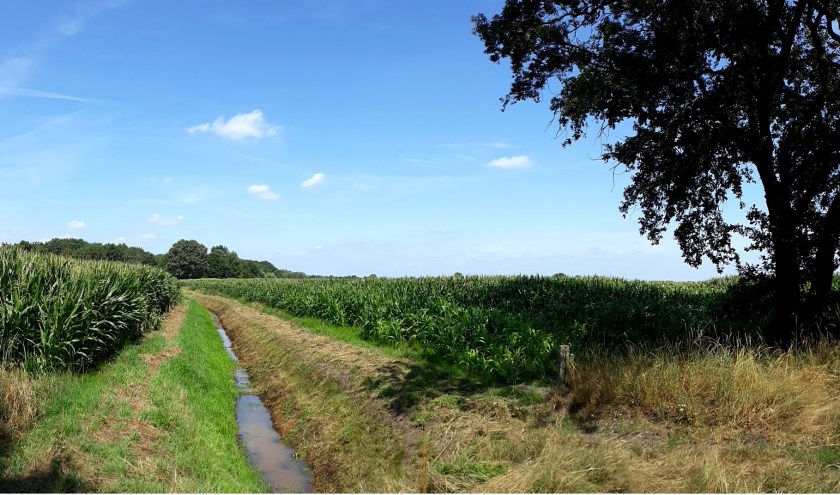 Maisvelden. Foto Jan de Bruijn