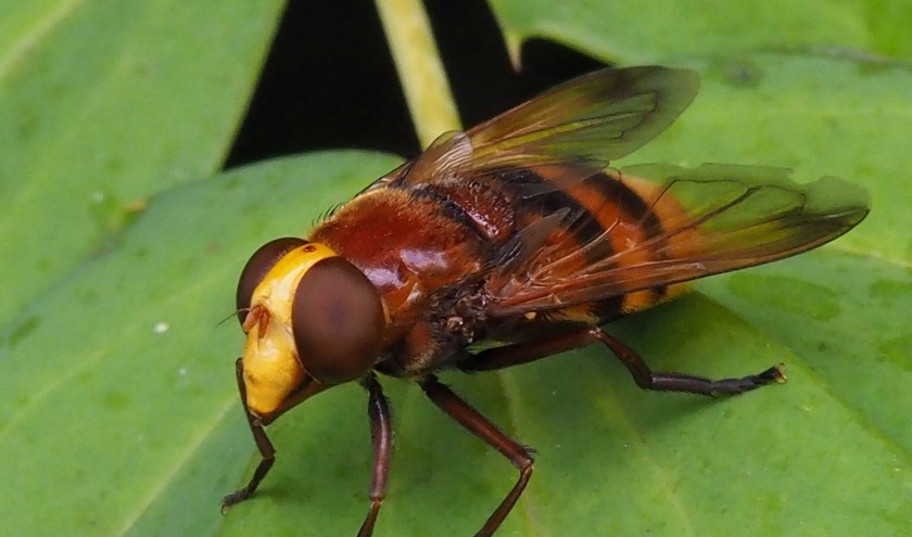 Hoornaarzweefvlieg. Foto Wiel Zentjens.