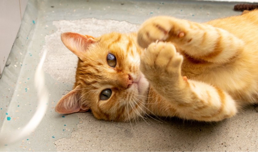 kater Roest