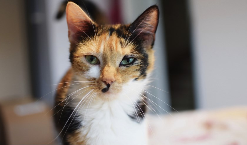 Poes Peach