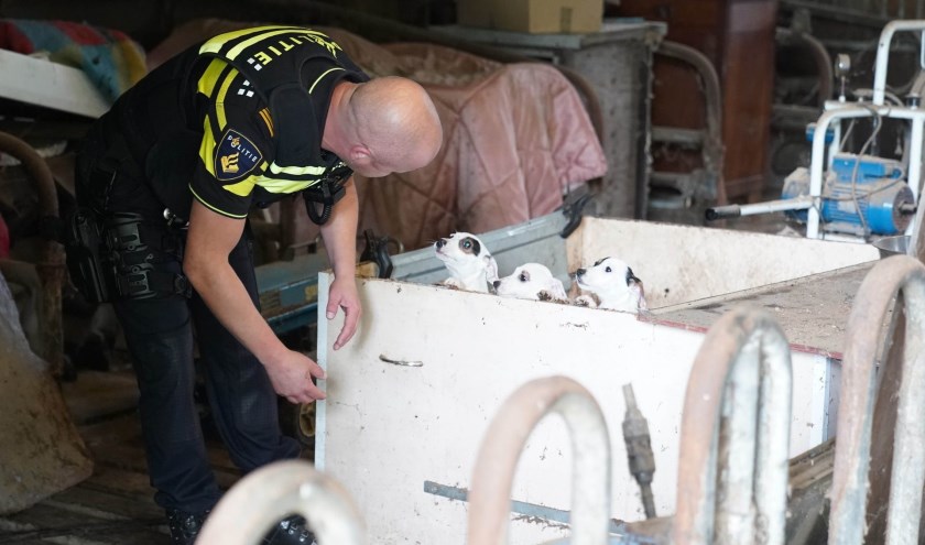 Er werden tientallen verwaarloosde puppy's aangetroffen.