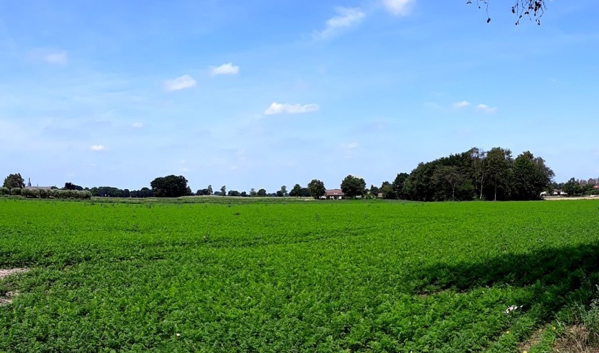 Waspeen, foto: Jan de Bruijn