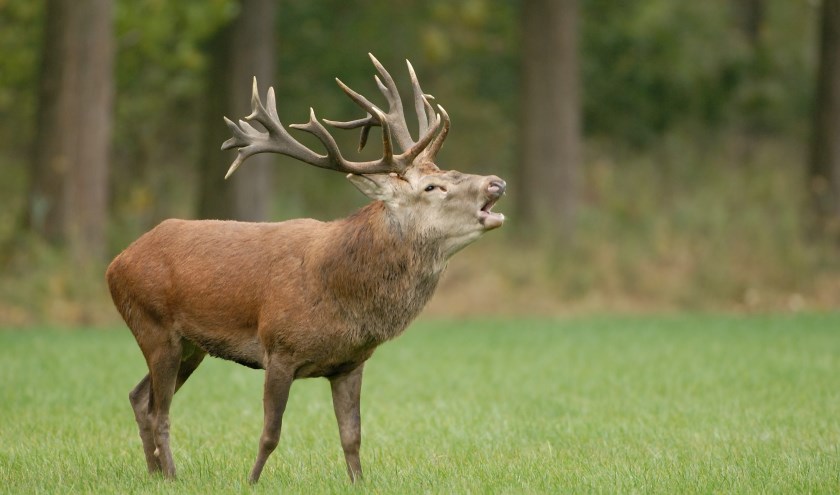Dit burlend edelhert doet zijn best om een roedel met hindes te bemachtigen, maar vooral ook te behouden. Een niet alledaags schouwspel in Limburg. Ga mee met een van de vele burlexcursies in het Weerterbos. Foto: Stichting het Limburgs Landschap, Henk Heijligers.