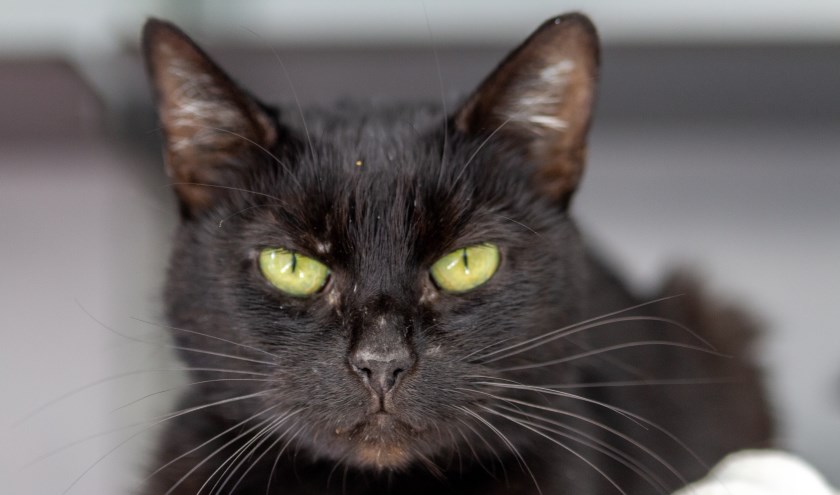Kater Noir