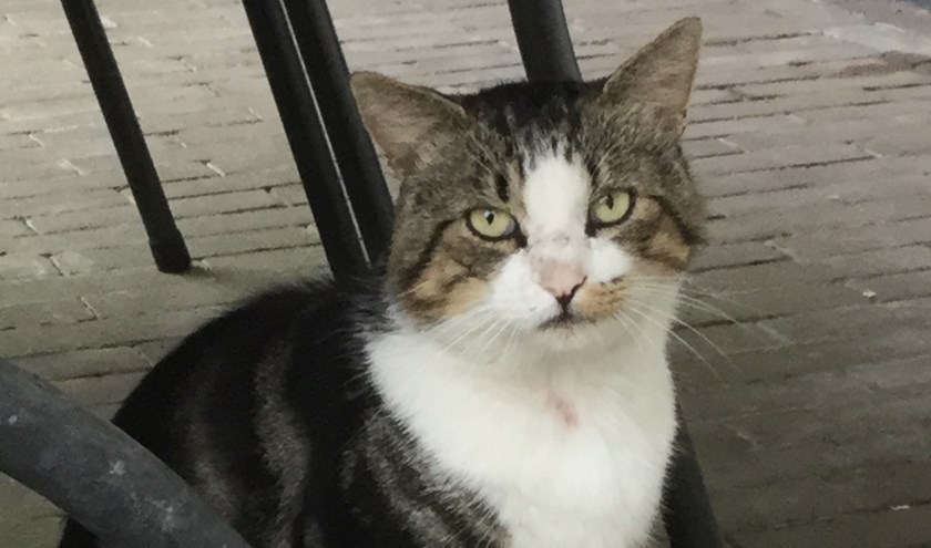 Kater