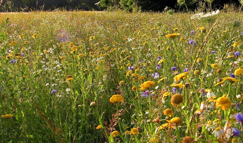 Bloemenrand, foto: Jan de Bruijn