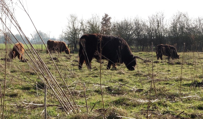 Schotse hooglanders
