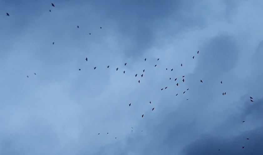 Kauwtjes in de storm