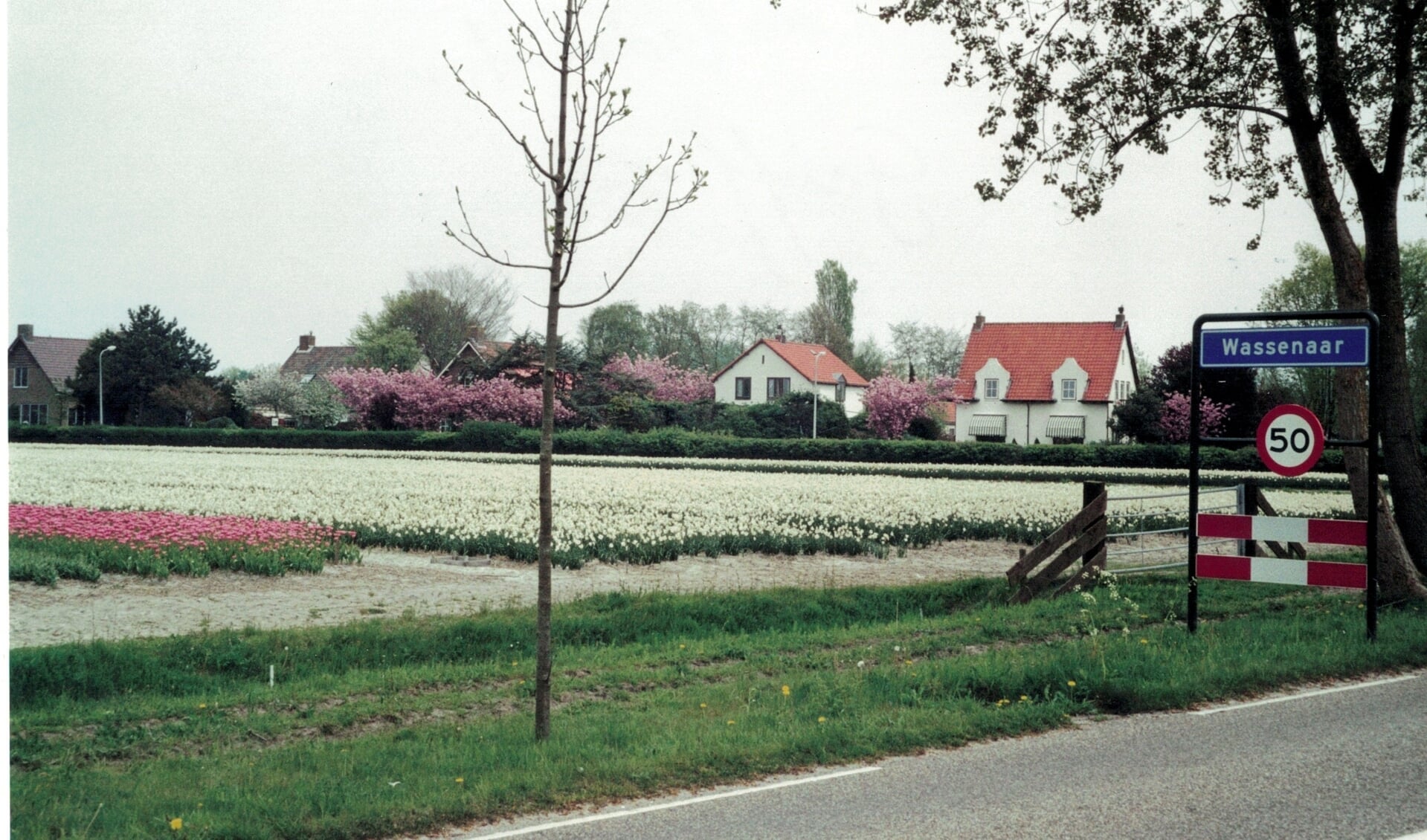 Bollenvelden in bloei, foto: Jos Knijnenburg