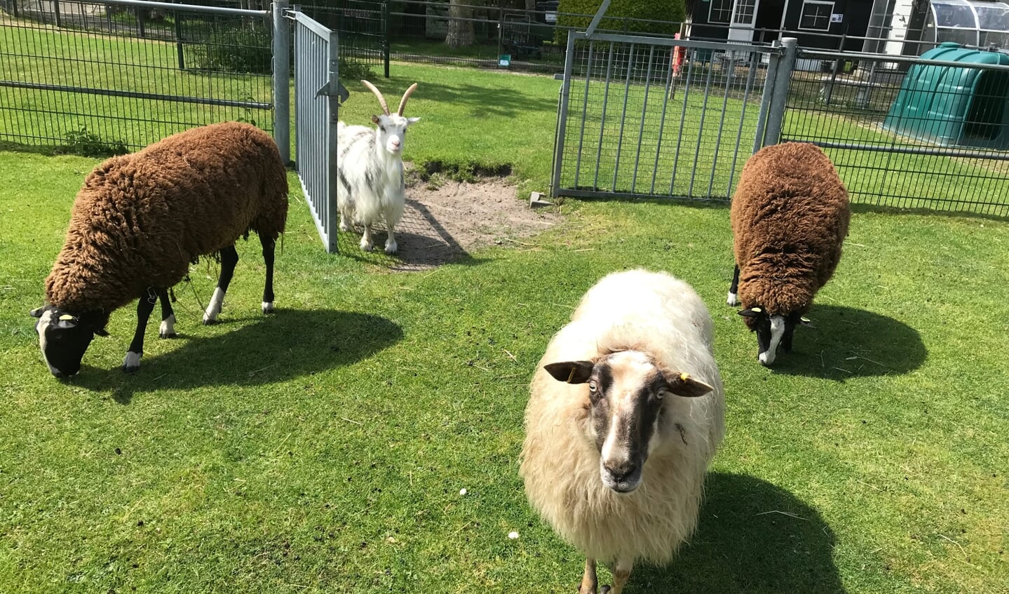 Voor onze jonge Zwartblesschapen Doutzen en Dieuwertje, hier met “wei-oudste” Marie-Louise, wordt het een nieuwe ervaring. Tekst en foto: Florine Bouritius