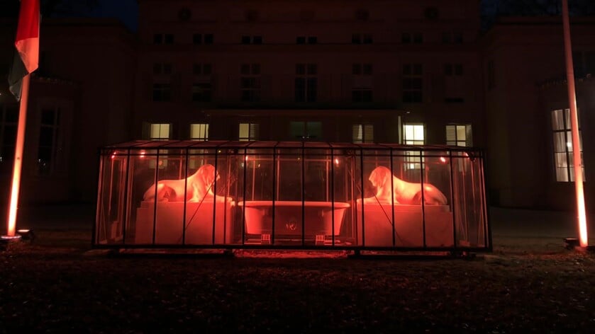 De oranje uitgelichte Leeuwen in park De Paauw.