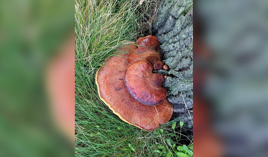 Natuur Om De Hoek De Biefstukzwam Sint Michelsgestel