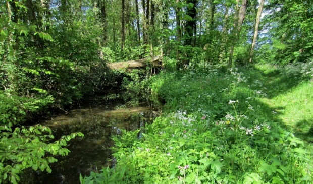 Bennebroekbos.