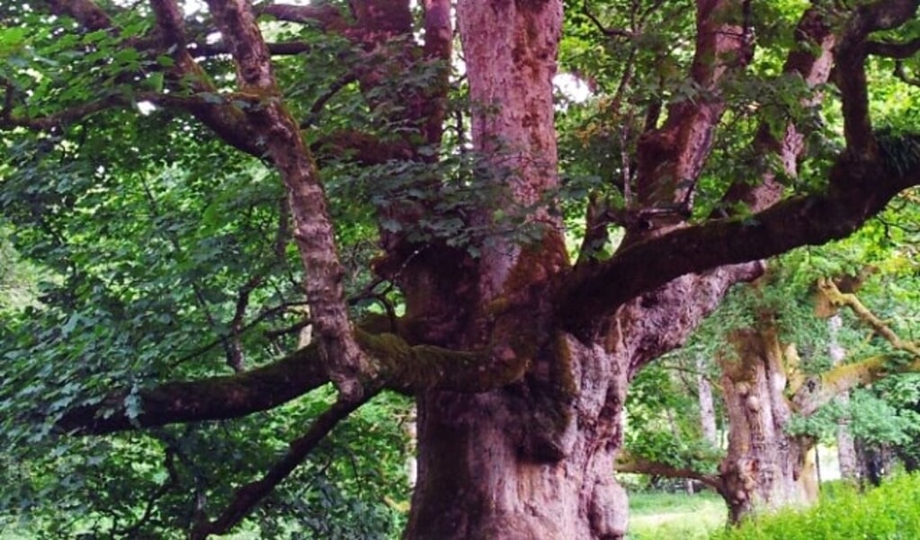 Tussen de eeuwenoude bomen van Sherwood Forest verbergen zich Robin Hood en zijn Vrolijke Vrijbuiters. De Empathische Jongens zijn komend weekeinde in Bennekom Forest viermaal de Vrolijke Vrijbuiters die wachten op Robin Hood, en wachten en wachten... 