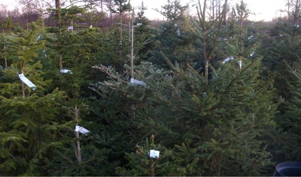 In januari mag de klant de boom opnieuw planten bij de tuinderij.