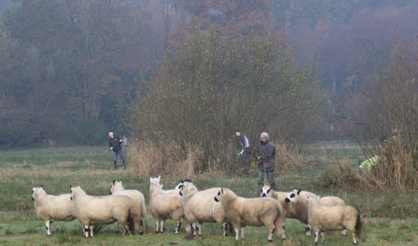 Vijftig vrijwilligers snoeiden zaterdag de struiken uit de Grunsfoortweide weg, zodat het natuurgebied open blijft. Zeldzame planten van het natte beekdal krijgen zo een kans zich er te vestigen. De schapen zorgen met hun grazen voor variatie in het terrein.