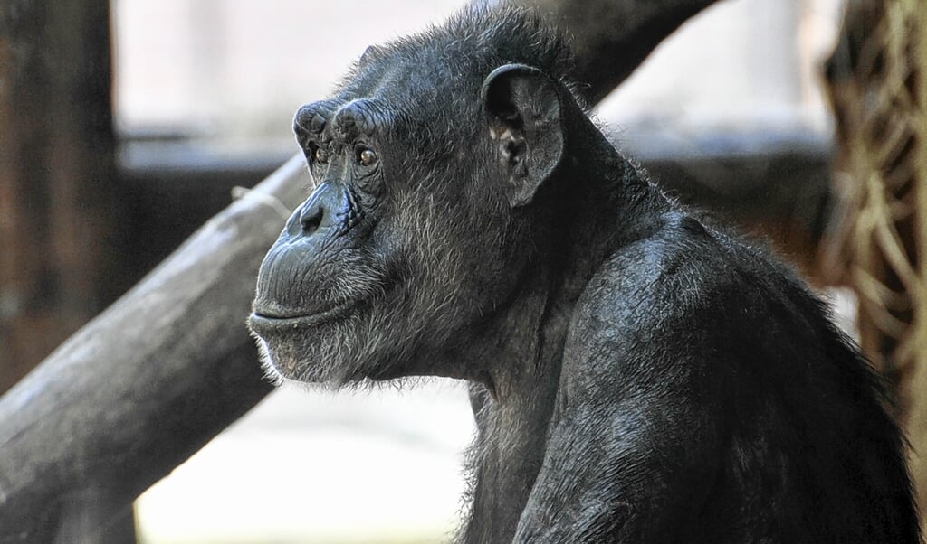 Chimpansee Kokkie (op archieffoto ter illustratie).
