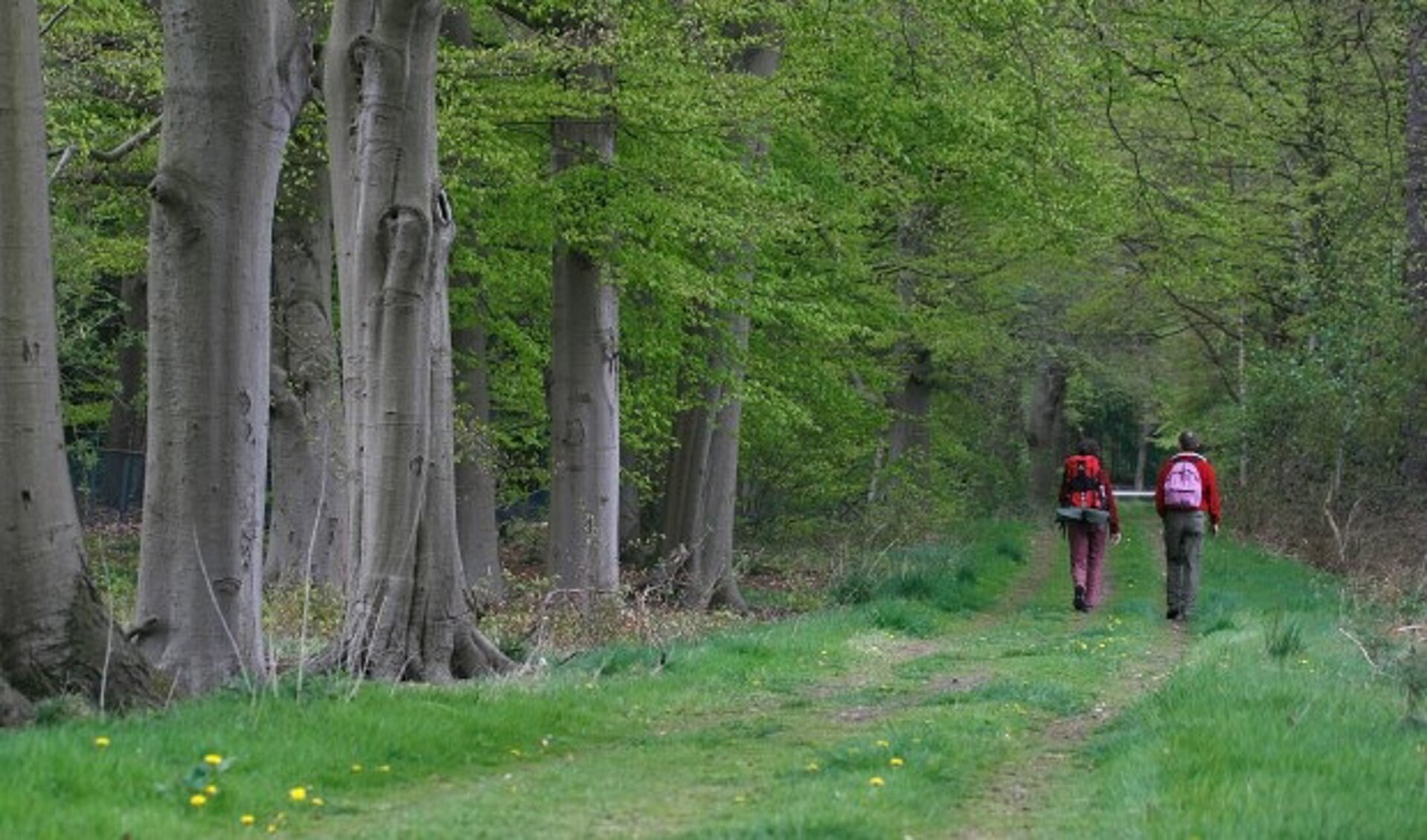 De Ridderoordse bossen. 'We beschermen natuur en erfgoed voor de eeuwigheid'. Foto: Renk Ruiter