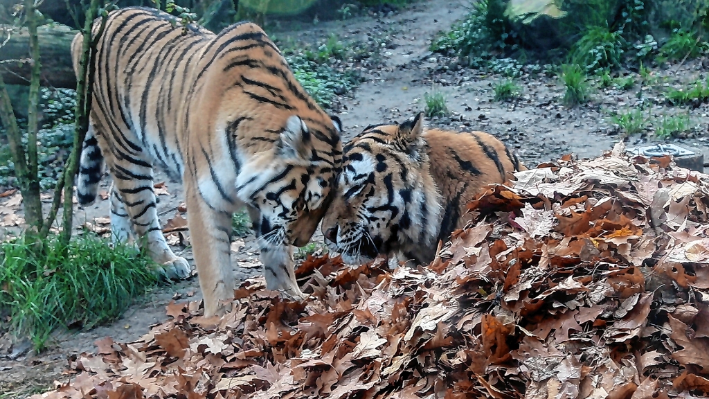 <p>Sibersiche tijgers Angara (links) en Ilya (rechts) in de herfstbladeren</p>