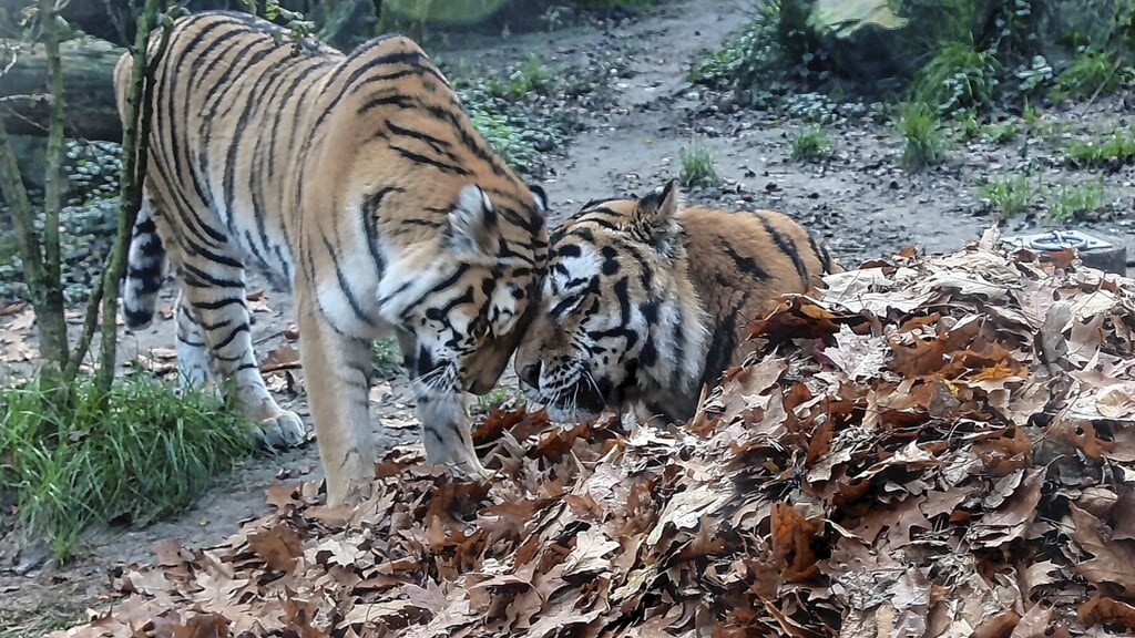 Sibersiche tijgers Angara (links) en Ilya (rechts) in de herfstbladeren