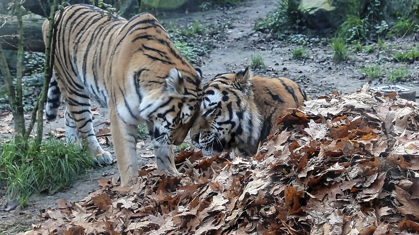 Sibersiche tijgers Angara (links) en Ilya (rechts) in de herfstbladeren