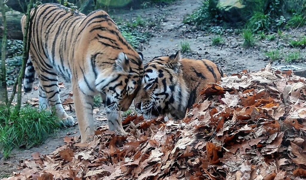 Siberische tijgers Angara (links) en Ilya (rechts) in de herfstbladeren