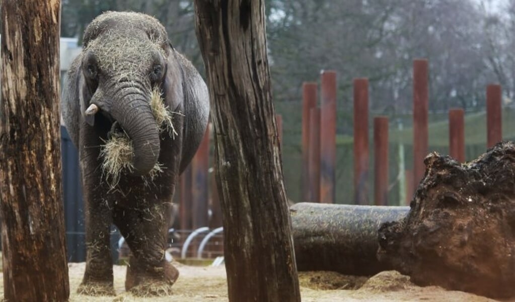  Voor het eerst in de geschiedenis verwacht Ouwehands Dierenpark een geboorte bij de Afrikaanse olifanten. Duna is drachtig.