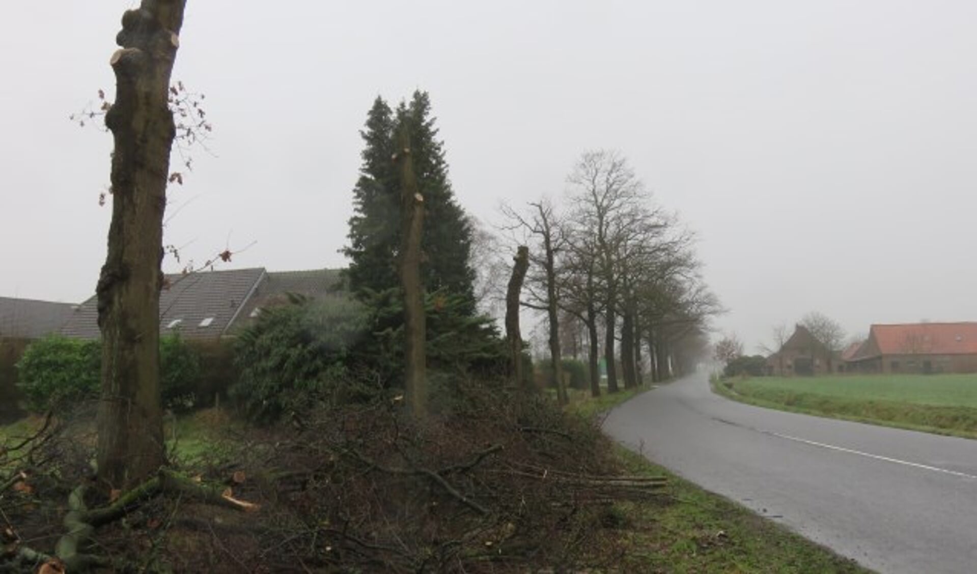 Een deel van de bomen wordt gekapt voor aanleg van een fietspad langs de Kielekampsteeg.