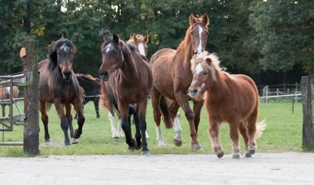 Foto: Anouschka Canters i.o.v. Stichting De Paardenkamp