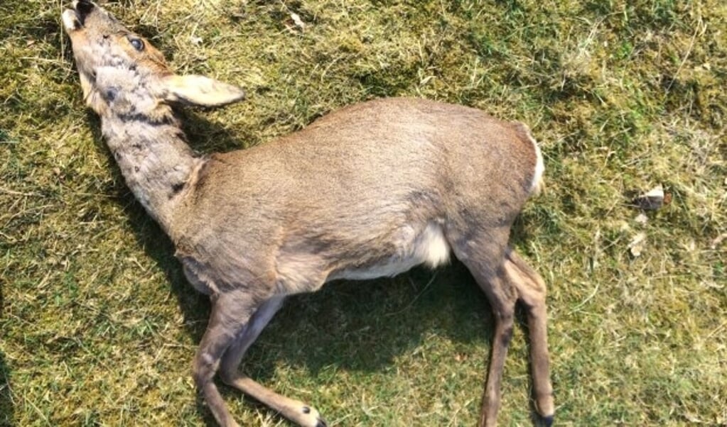 Deze reegeit was drachtig van twee kalveren en kwam onlangs om het leven door een loslopende hond op landgoed Beerschoten. 