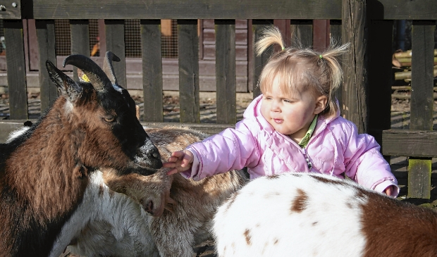 Geiten aaien op speelboerderij Elsenhove.