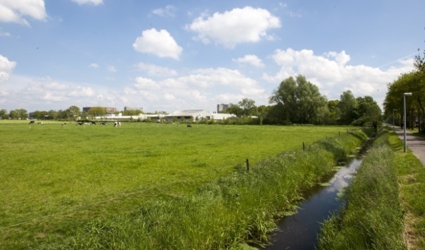 In een m.e.r.-traject kan de natuurwaarde van het Dassenbos nader onderzocht worden. foto: Johan Mulder