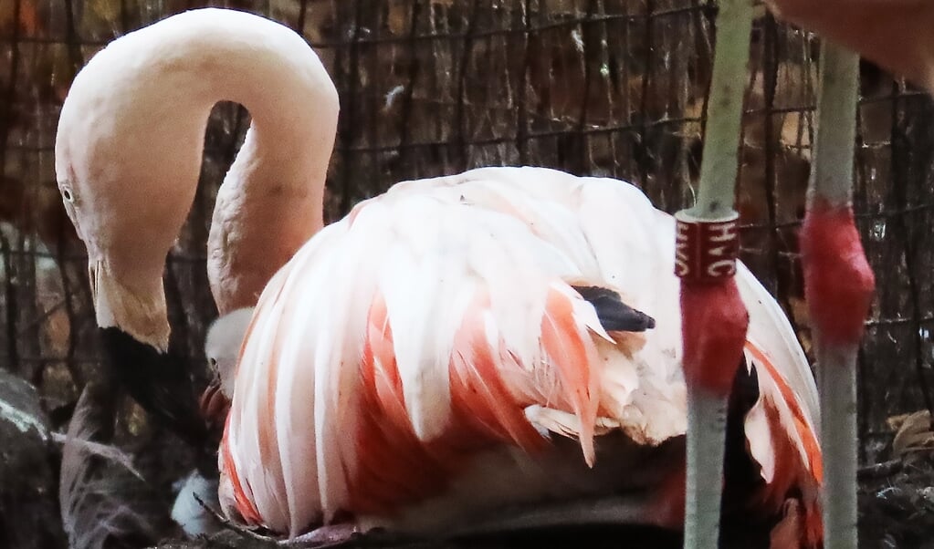 Flamingokuiken 1