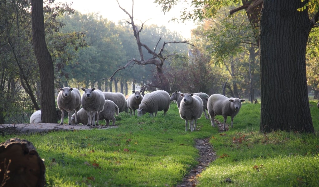De schapen zijn mak en lopen in het wandelgebied.
