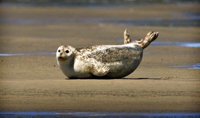 WADDENZEE-UNESCO-ZEEHONDEN