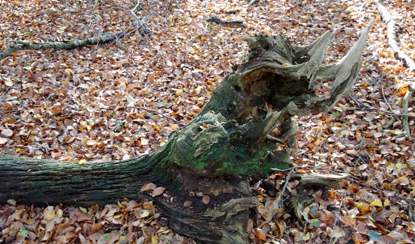 Het Speulderbos was vroeger een eikenhakhoutbos, dat kun je zien aan de dikke oude stronken van omgevallen dode eiken.