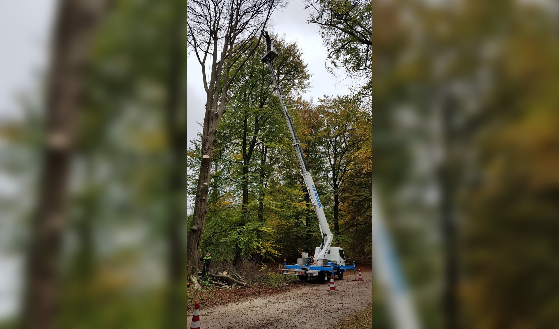 Kappen van Ziekenbomen in Den Treek