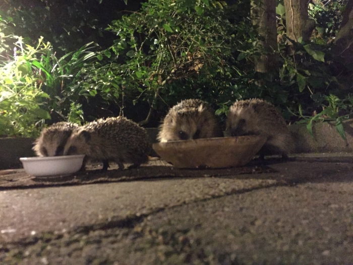 4 van de 6 egels