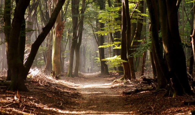 Het zogenaamde ‘Boombos’ in het Speulderbos bij Garderen. Van herfstkleuren is nog niet veel te zien, maar de dagen worden korter, de nachten kouder en dan is het gauw gedaan met de groene blaadjes. De bomen worden steeds dikker en… spookachtig. Sommige wandelaars durven zelfs niet alleen door het Speulderbos te lopen…