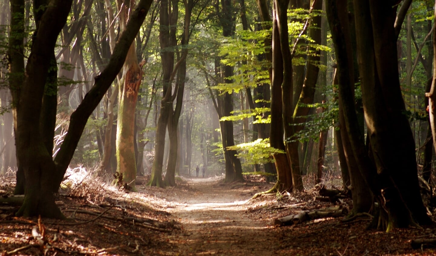 Het zogenaamde ‘Boombos’ in het Speulderbos bij Garderen. Van herfstkleuren is nog niet veel te zien, maar de dagen worden korter, de nachten kouder en dan is het gauw gedaan met de groene blaadjes. De bomen worden steeds dikker en… spookachtig. Sommige wandelaars durven zelfs niet alleen door het Speulderbos te lopen…