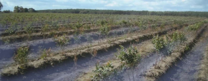 blauwe bessen aangeplant