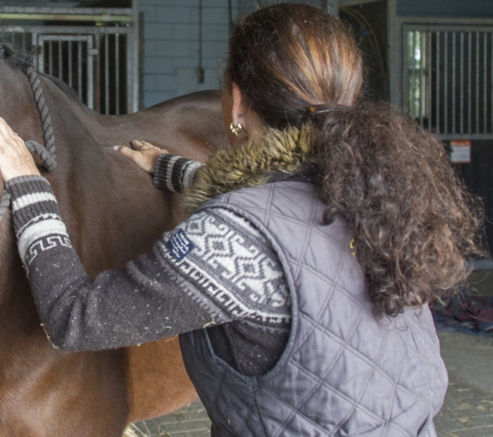 Workshop paardenmassage